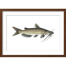 Image result for Ictalurus punctatus