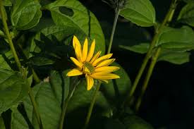 Attēlu rezultāti vaicājumam “Helianthus tuberosus flower”