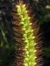 Attēlu rezultāti vaicājumam “Setaria glauca”