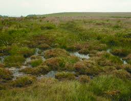 Attēlu rezultāti vaicājumam “Lycopodiella inundata”