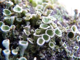 Attēlu rezultāti vaicājumam “Cladonia fimbriata”