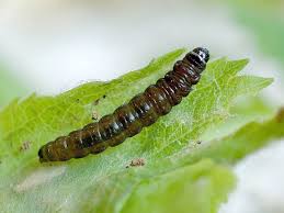 Attēlu rezultāti vaicājumam “Celypha siderana”