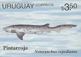 Image result for Notorynchus cepedianus