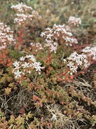 Attēlu rezultāti vaicājumam “Sedum album”