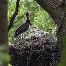 Attēlu rezultāti vaicājumam “Ciconia nigra nest”