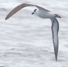 Image result for Pterodroma hasitata