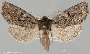 Attēlu rezultāti vaicājumam “Orthosia sp.”