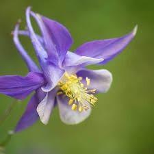 Image result for Aquilegia vulgaris