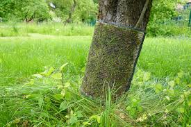 Attēlu rezultāti vaicājumam “Tortula lingulata”