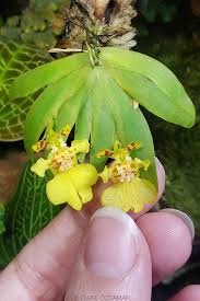 Attēlu rezultāti vaicājumam “Heyderia pusilla”