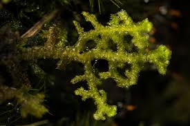 Attēlu rezultāti vaicājumam “Ptilidium ciliare”