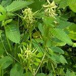 Attēlu rezultāti vaicājumam “Astragalus glycyphyllos fruit”