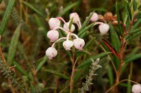 Attēlu rezultāti vaicājumam “Andromeda polifolia fruit”