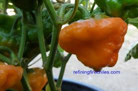 Afbeeldingsresultaat voor yellow mushroom hot pepper
