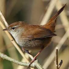 Image result for Cettia cetti