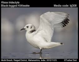 Attēlu rezultāti vaicājumam “Rissa tridactyla”