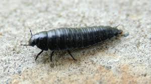 Attēlu rezultāti vaicājumam “Silphidae”