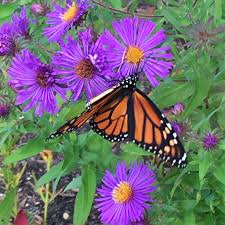 Image result for Cambridge Monarchs