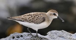 Image result for Calidris pusilla