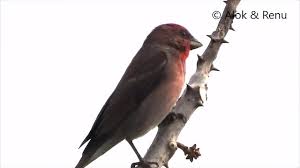 Attēlu rezultāti vaicājumam “Carpodacus erythrinus adult”