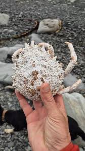 Image result for Maja brachydactyla