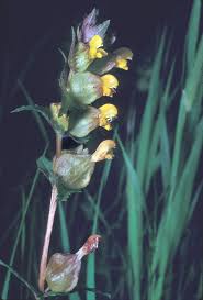 Attēlu rezultāti vaicājumam “Rhinanthus serotinus flower”