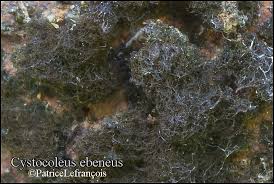 Attēlu rezultāti vaicājumam “Cystocoleus ebeneus”