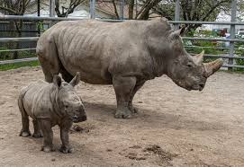 Image result for Rhyl Rhinos