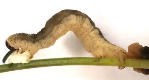 Attēlu rezultāti vaicājumam “Eupithecia venosata”