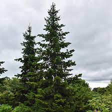 Attēlu rezultāti vaicājumam “Abies sibirica”