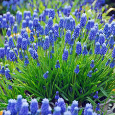 Attēlu rezultāti vaicājumam “Muscari armeniacum”