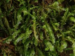 Attēlu rezultāti vaicājumam “Homalia trichomanoides sporophyte”