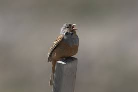 Image result for Emberiza caesia