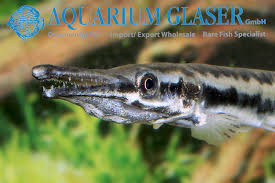 Image result for Atractosteus spatula