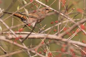 Image result for Turdus naumanni