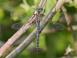 Attēlu rezultāti vaicājumam “Brachytron pratense”