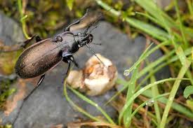 Attēlu rezultāti vaicājumam “Carabus nemoralis”