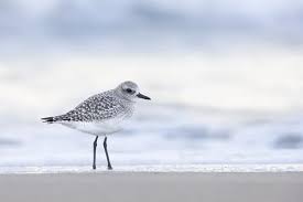 Attēlu rezultāti vaicājumam “Pluvialis squatarola adult”