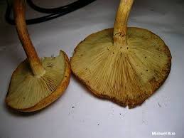 Attēlu rezultāti vaicājumam “Physarum luteolum young”