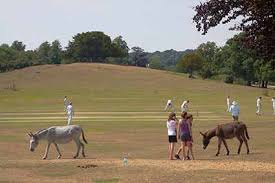 Image result for Forest Green Cricket Club