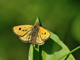 Attēlu rezultāti vaicājumam “Carterocephalus silvicolus”