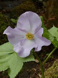 「憚木蝶左」の画像検索結果