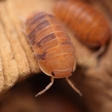 Attēlu rezultāti vaicājumam “Isomira murina”