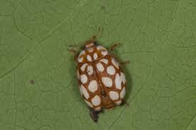 Attēlu rezultāti vaicājumam “Sospita vigintiguttata”