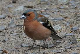 Attēlu rezultāti vaicājumam “Fringilla coelebs”