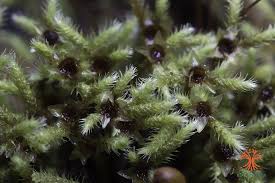 Attēlu rezultāti vaicājumam “Philonotis fontana”