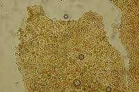 Attēlu rezultāti vaicājumam “Liceaceae”