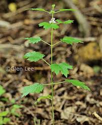 Attēlu rezultāti vaicājumam “Leonurus cardiaca leaf”