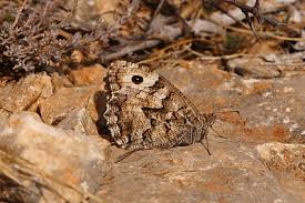 Attēlu rezultāti vaicājumam “Hipparchia semele”