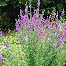 Image result for Linaria purpurea